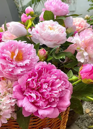 🌺 The Queen of Flowers—Double Petaled Piani