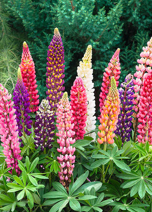 Lupine Flower Seeds