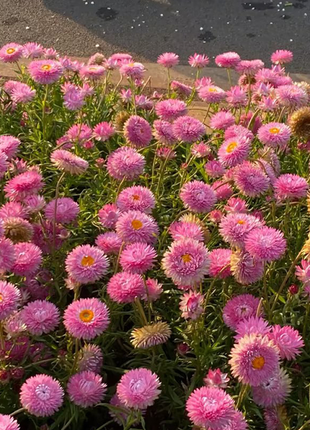 Strawflower Seeds Xerochrysum Bracteatum