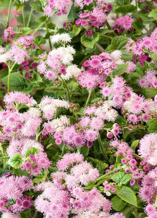 Ageratum Seeds—Heirloom Seed