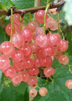 100 Seeds / Pink