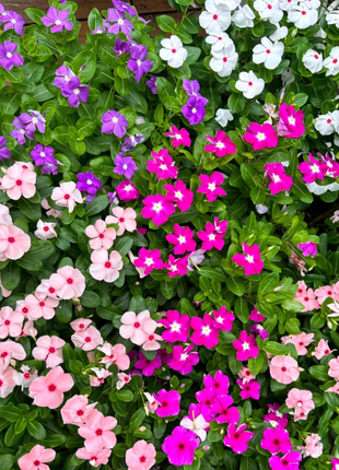 🌸Periwinkle—Blooms All Year Round