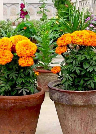 Set of 14 Magical Marigold Flower Seeds