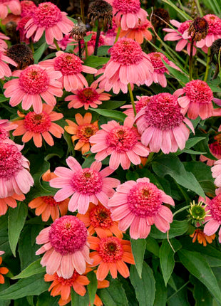 Echinacea 'Rainbow Sherbet' (Coneflower)