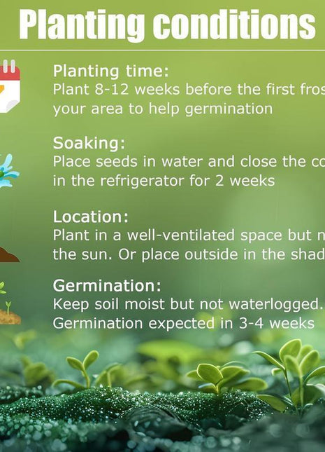 800+ Rare Hosta Seeds for Perennial Shade Gardens Perfect for Containers, Borders, and Pathways