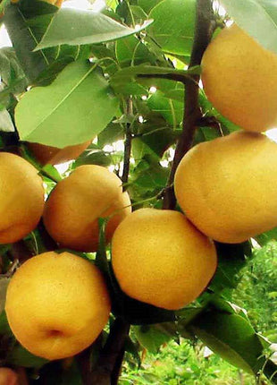 Egrow 10Pcs/Bag Pear Seeds Yellow Chinese Pear Tree Bonsai Seeds Sweet Delicious Exotic Fruit Seeds