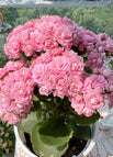 20 Seeds / Pink