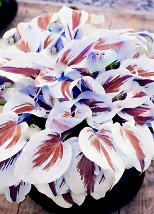 Mixed Hosta Perennials Flower Rare White Lace Lily Seeds