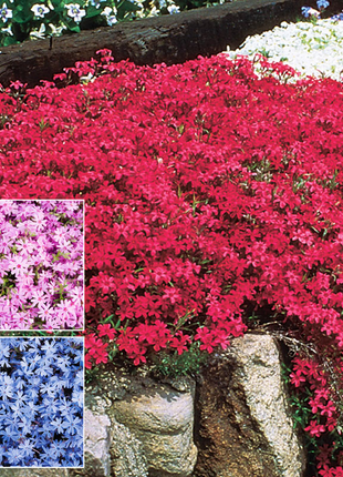 💐Vibrant Tapestry of Color ✨Creeping Phlox Seeds, Shibazakura Seeds