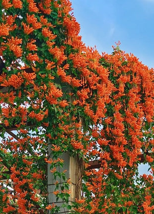 Mixed Climbing Flower Seeds -Over 30 kinds mixed