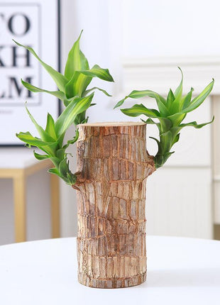 Brazilian Wood Bonsai – Potted Lucky Plant for Desktop or Gift Use