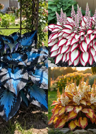 🔥Premium Rare Hosta Seeds🌿Shade-Tolerant Plant