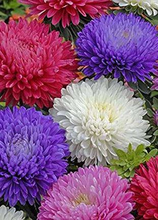 Aster Formula Mixed Colors - Flower Seeds