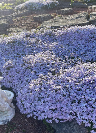 Perennial Cluster Phlox , Shibazakura Seeds