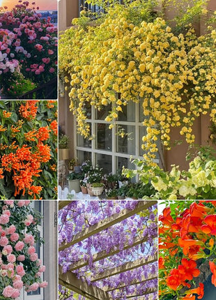 Mixed Climbing Flower Seeds -Over 30 kinds mixed