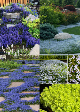 🌺Popular Groundcover Flowering Seeds🌈Colourful Carpet