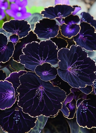 Purple Leaf Golden Edge Grass