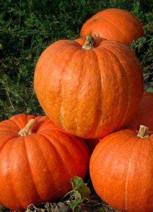 Pumpkin Big Moose