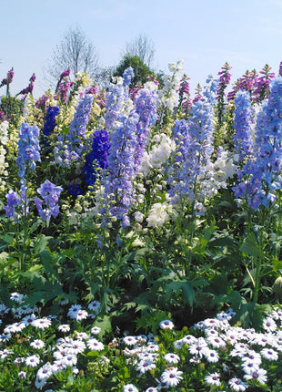 Delphinium Seeds