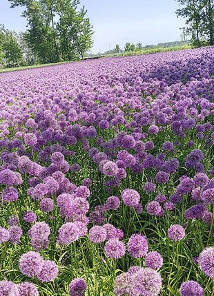 Giant Allium Giganteum Ornamental Onion Flower