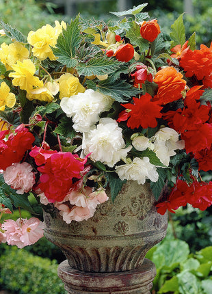 Lacy Edged Begonia