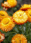 Yellow / 100 Seeds (15% Off)
