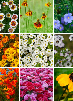 🌺Four Seasons Flowering Mixed Flower Seeds - Easy to Grow