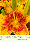 Yellow Angel / 3 Bulbs