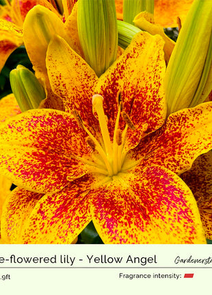 Lily Bulbs