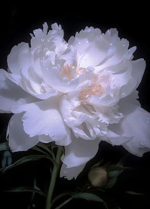 🔥LAST DAY 45% OFF🌺THE QUEEN OF FLOWERS—DOUBLE PETALED PIANI