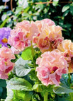 Grapefruit gradient color / 100 Seeds