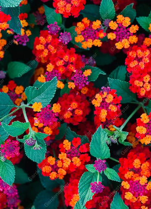 🌺Colorful Elf Lantana Seeds - Repels Mosquitoes And Flies