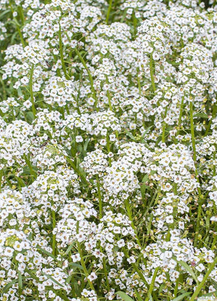 Candytuft Seeds - Mixed Colors