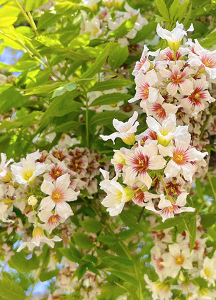 Xanthoceras Sorbifolia Flower🌺Flowers Bloom And Good Luck Comes