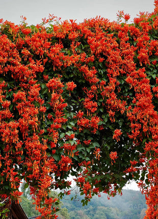 🏵️Pyrostegia Venusta Climing Flower Seeds