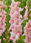 3 Bulbs / Pink
