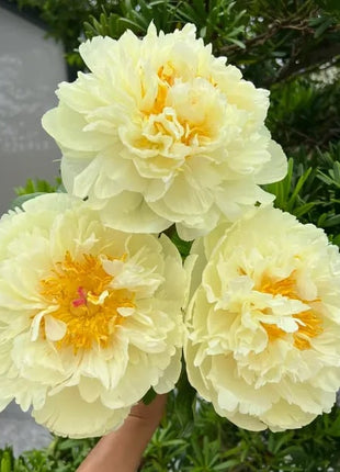 🔥LAST DAY 45% OFF🌺THE QUEEN OF FLOWERS—DOUBLE PETALED PIANI