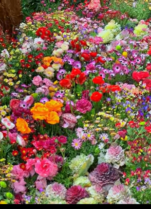 Perennial Flowers Seeds-Over 60 kinds mixed