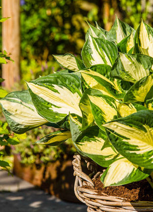 Colored Hulk Hosta