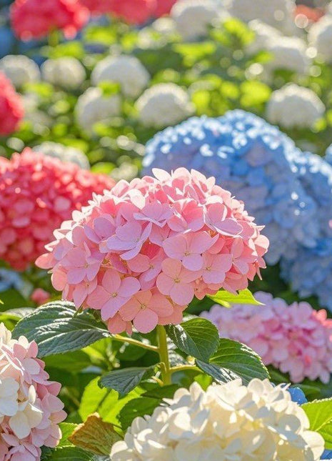 200 PCS Mixed Color Hydrangea Seeds, Easy to Grow, Ideal for Family Gardens, Small Spaces & DIY Floral Arrangements