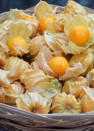 🍒Golden Berry Seeds Lantern Fruit Seeds—Golden Fruit