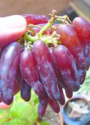 Advanced Finger Grape Fruit Seeds