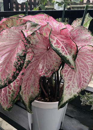 Peppermint Coleus Peperomia Obtusifolia Variegata Seeds