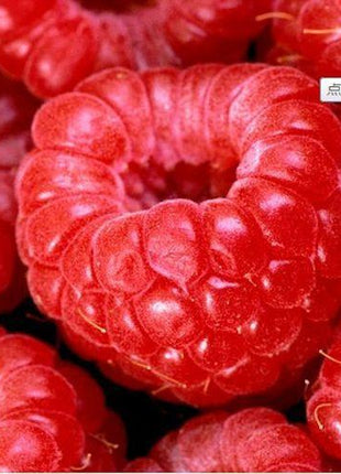 Four Fresh Red Fruit MIxed Seeds