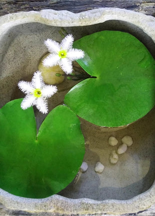 Hydroponic Plants Water Snowflake