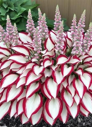 800pcs Red White Hosta Seeds Low Maintenance Hosta Plant Seeds for Planting Perennial Seeds Indoor Outdoor