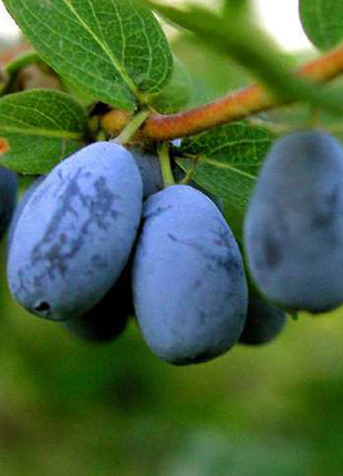 Lonicera Caerulea Fruit Seeds