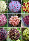 20 Seeds / Mixed Color