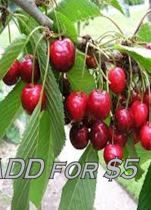 Four Fresh Red Fruit MIxed Seeds