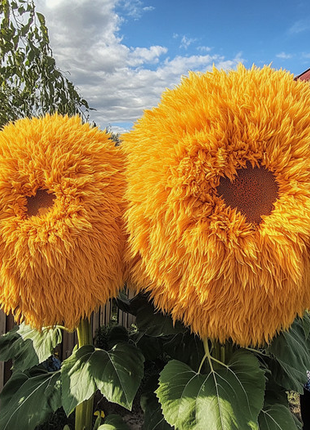 Giant Teddy Bear Sunflower Seeds